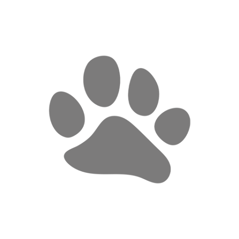 Leopard Catamaran App